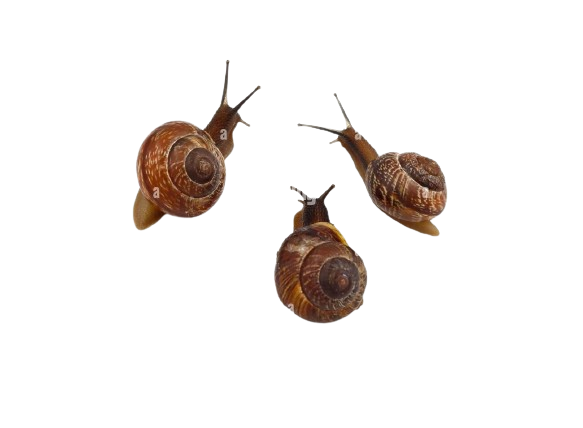 mollusca