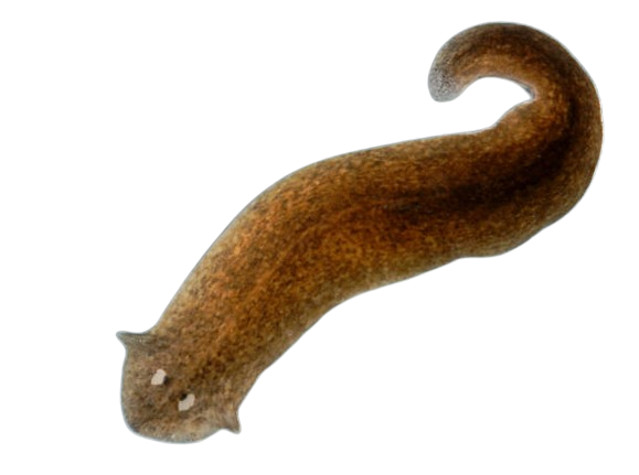 platyhelminthe