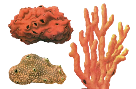 porifera